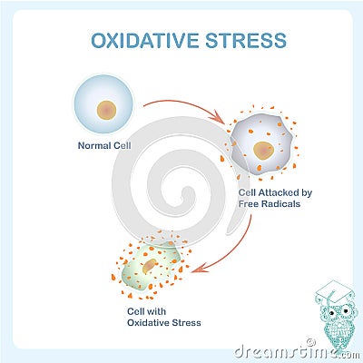 Oxidative stress scheme. Healthy cell caused by an attack of free radicals Vector Illustration